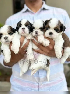 1-3 months Female Purebred Lhasa Apso