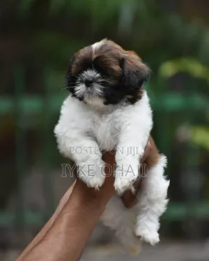 1-3 months Female Purebred Lhasa Apso