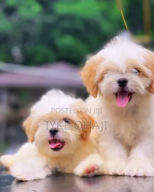 1-3 months Female Purebred Lhasa Apso