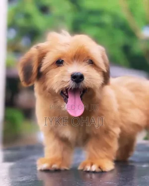 1-3 months Female Purebred Lhasa Apso