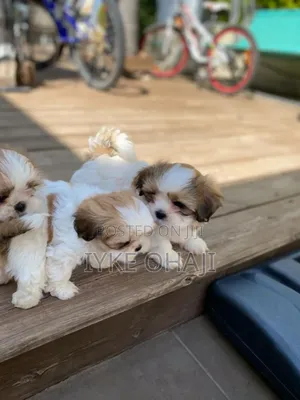 1-3 months Female Purebred Lhasa Apso