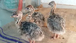 Ostriches Chicks Are Available