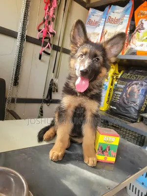 1-3 months Female Purebred German Shepherd