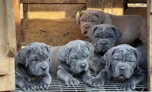 1-3 months Male Purebred Neapolitan Mastiff