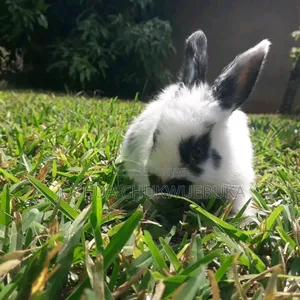 Lovely Pets