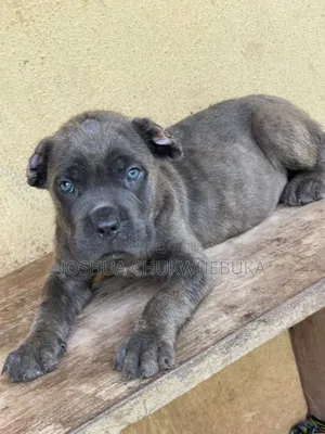1-3 months Male Purebred Cane Corso