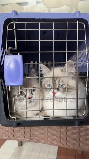 1-3 months Male Purebred Persian
