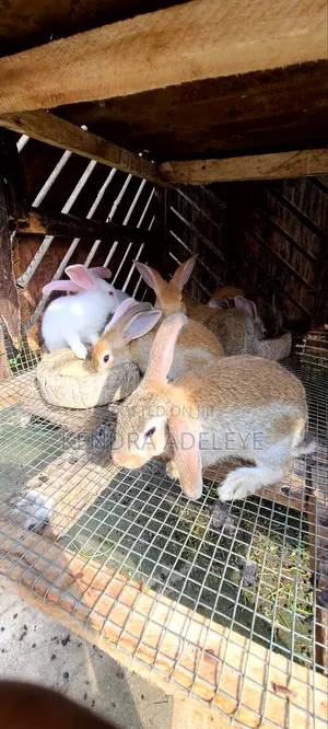 High Quality Rabbits for Sale
