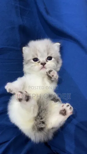 1-3 months Female Purebred Persian