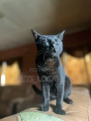 3-6 months Male Purebred Black Cat