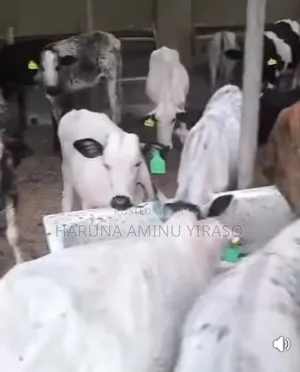 Cross Breeded Cows