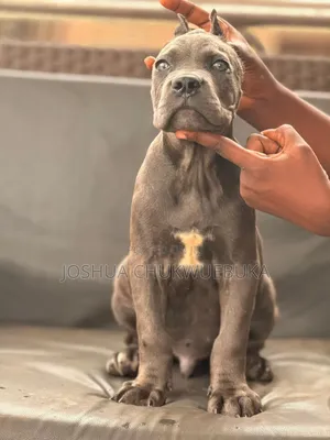 3-6 months Male Purebred Cane Corso