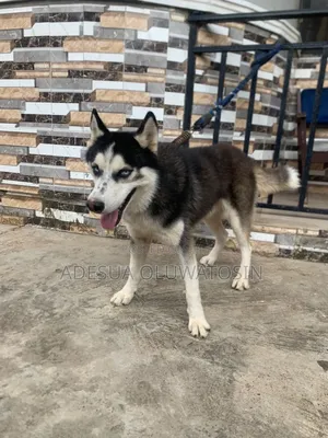Siberian Husky for Matting/Stud Services