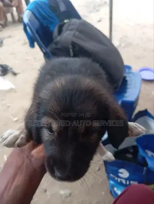 1-3 months Female Purebred Caucasian Shepherd