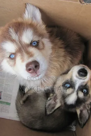1-3 months Female Purebred Siberian Husky