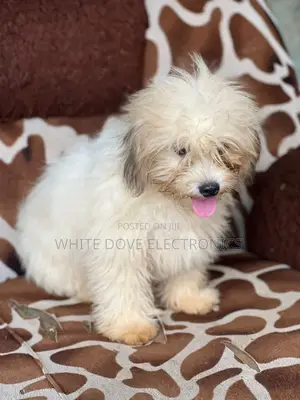 1-3 months Male Purebred Lhasa Apso