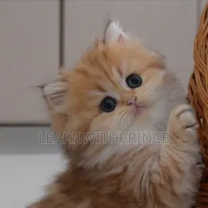 1-3 months Female Purebred Persian