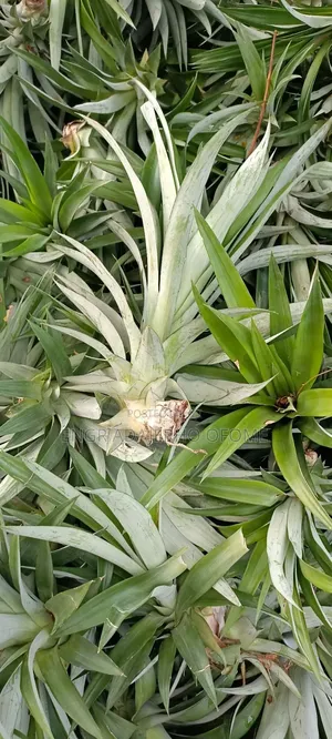 Pineapple Suckers