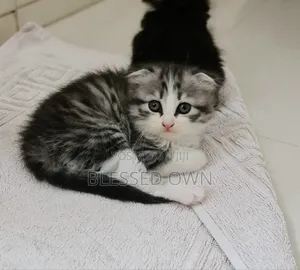 3-6 months Female Purebred Scottish Fold