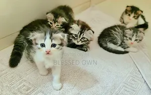 3-6 months Female Purebred Scottish Fold