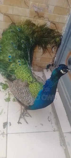 Male Peacocks Available
