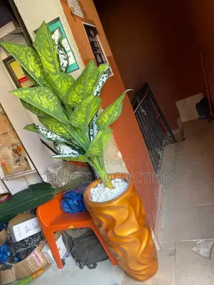 Golden Color Potted Plant