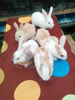 Adorable Bunnies
