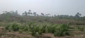 One Full Plot of Land for Sale in Akobo