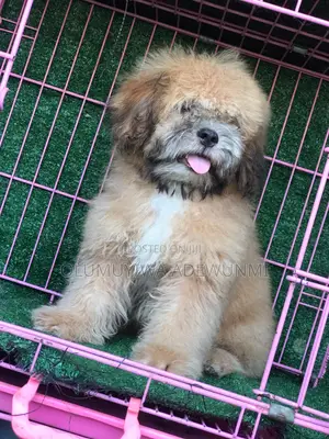 Lhasa Apso Mating/ Stud Services