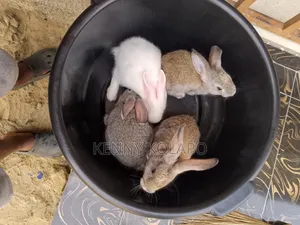 American Chinchilla Rabbit