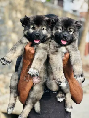 1-3 months Male Purebred Caucasian Shepherd