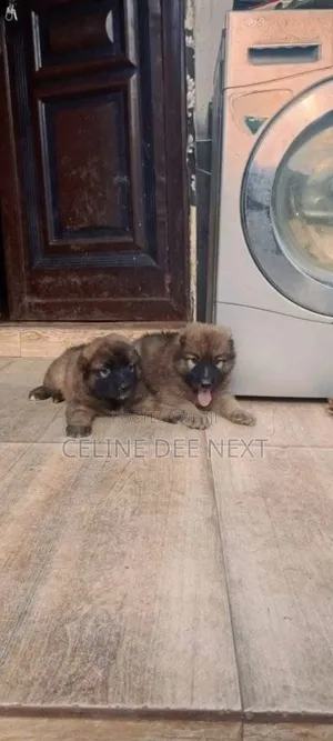 1-3 months Male Purebred Caucasian Shepherd