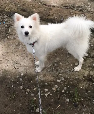 1+ year Male Purebred American Eskimo