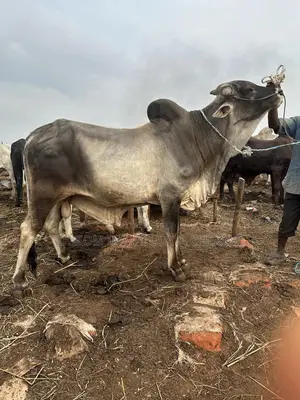 Healthy Big Cows for Sale
