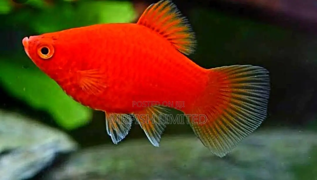 Red Platy Fish