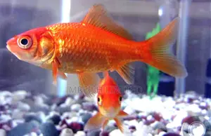 Comet Gold Fish