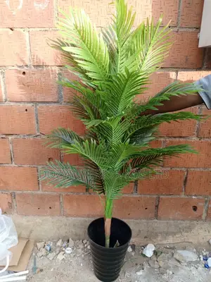 Palm and Black Pot