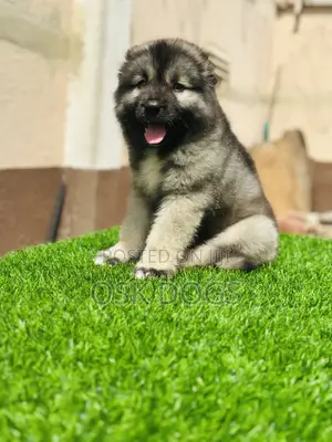 1-3 months Male Purebred Caucasian Shepherd
