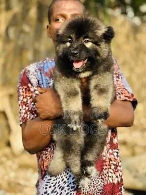 1-3 months Female Purebred Caucasian Shepherd