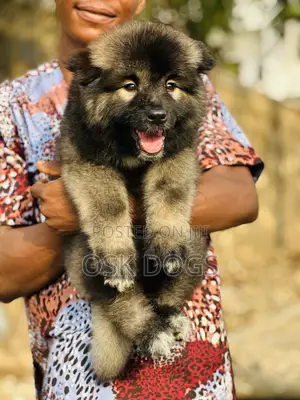 1-3 months Female Purebred Caucasian Shepherd