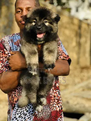 1-3 months Female Purebred Caucasian Shepherd