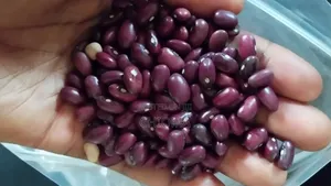 Neatly Picked Kidney Beans