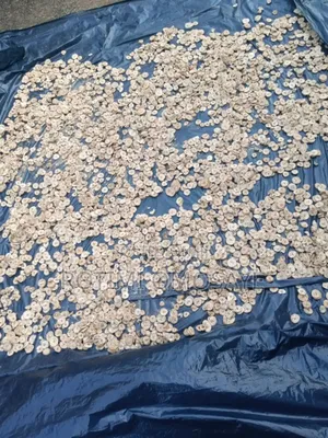 Clean Sun-Dried Unripe Plantain Flakes
