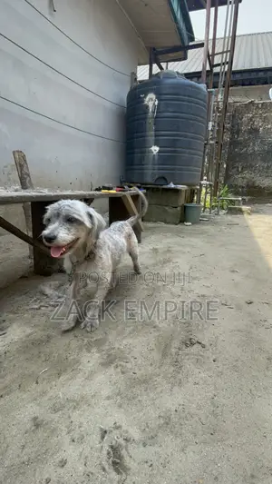 Grooming of Dog (Pet)