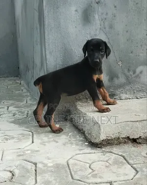 1-3 months Male Purebred Rottweiler