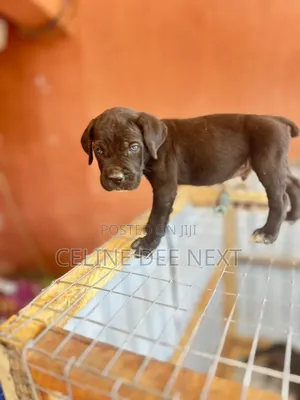1-3 months Male Purebred Boerboel