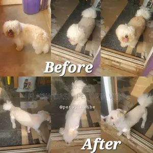 In Store Puppy and Small Breed Dog Grooming Service