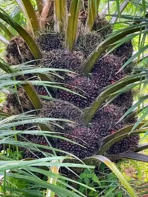 Supergene Oil Palm Hybrid
