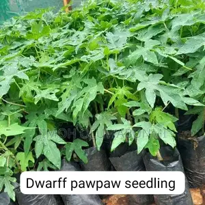 Dwarf Pawpaw Seedling