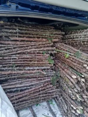 Tme 419 Cassava Stem